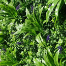 Sample Panel – Lavender Fields Green Wall (Small Sample) by Designer Plants USA