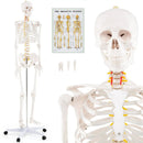 Life Size Human Skeleton Model for Anatomy Anatomical Skeleton with Nerves System by LJGDeals