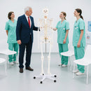 Life Size Human Skeleton Model for Anatomy Anatomical Skeleton with Nerves System by LJGDeals