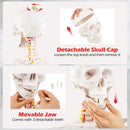 Life Size Human Skeleton Model for Anatomy Anatomical Skeleton with Nerves System by LJGDeals