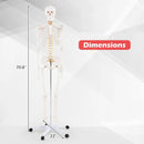 Life Size Human Skeleton Model for Anatomy Anatomical Skeleton with Nerves System by LJGDeals