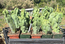 Lophocereus schottii Monstrose Totem Pole Cactus Potted in 3” container