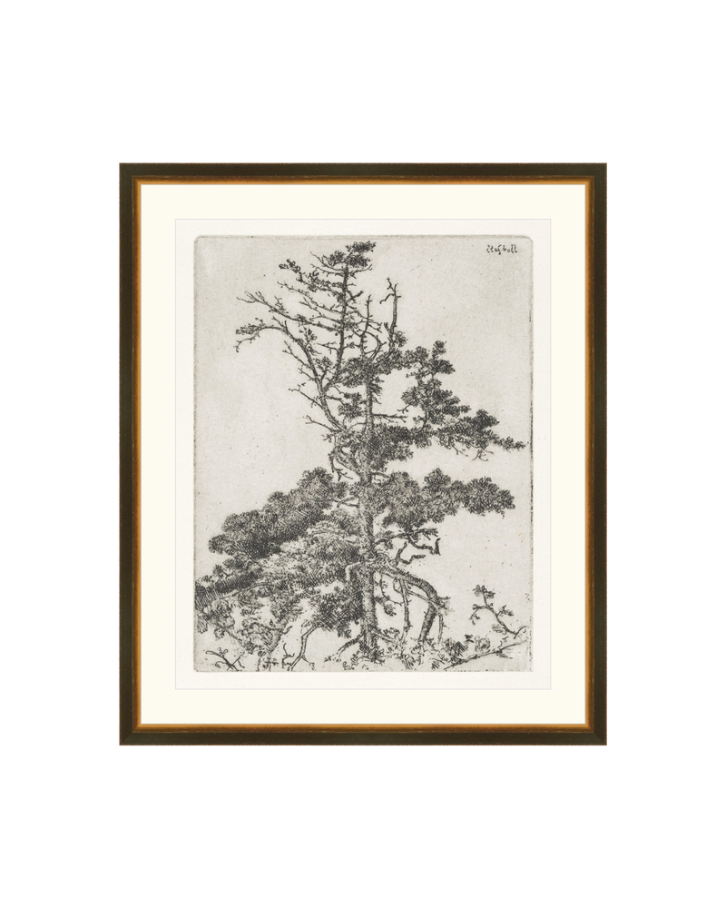 Pine Etchings 2