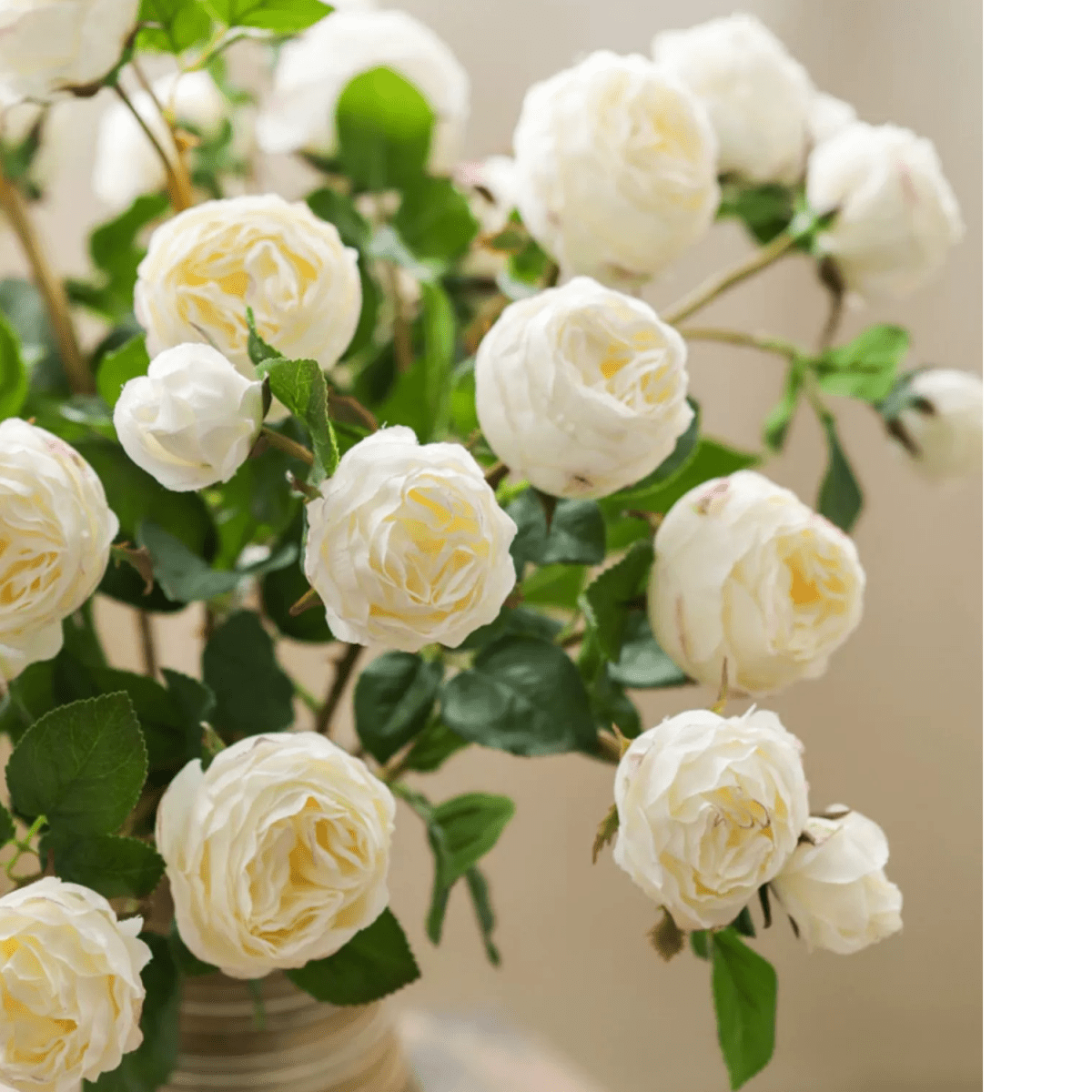 White Cabbage Rose Stem 20.8" Tall, photo 6 of 9