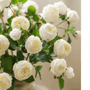 White Cabbage Rose Stem 20.8" Tall