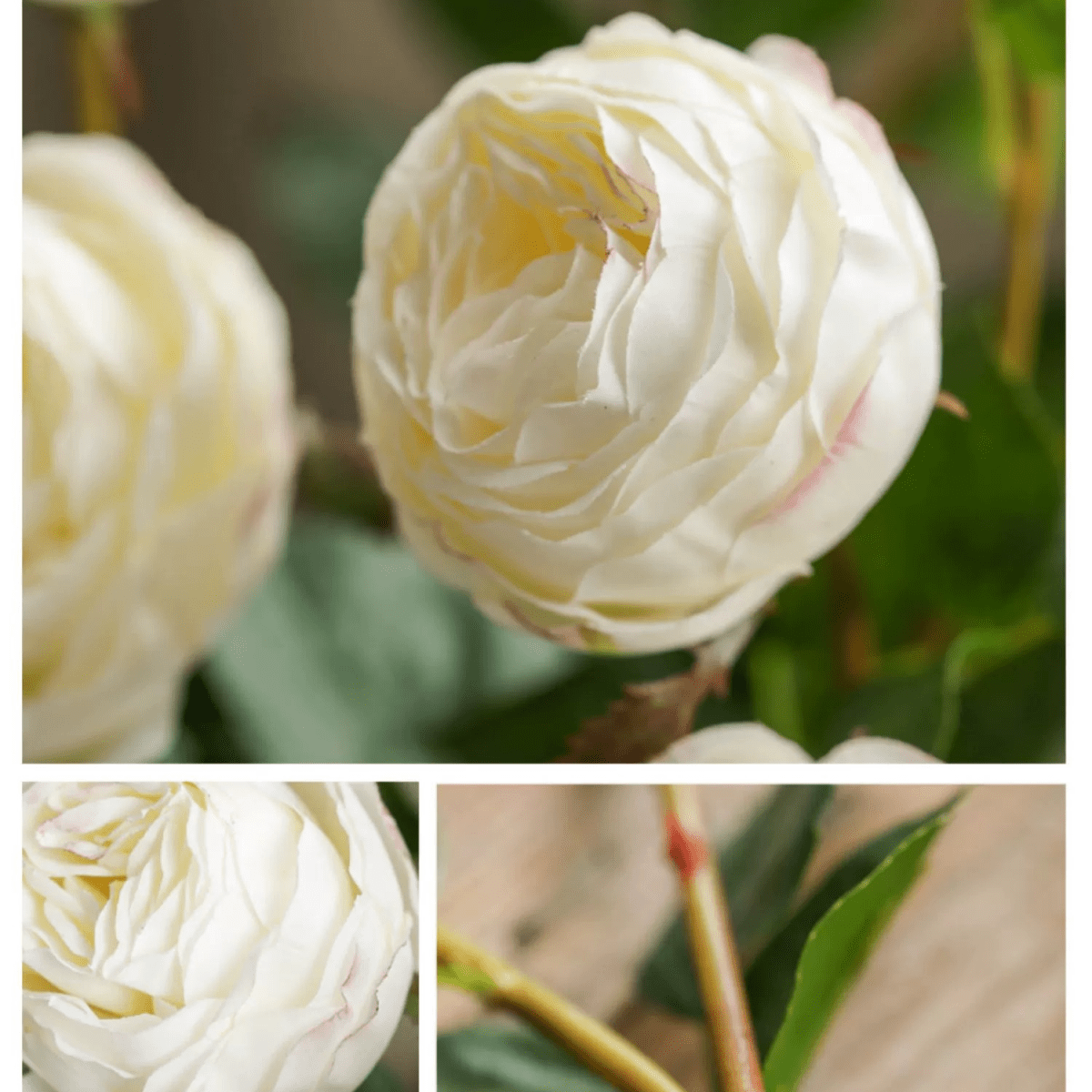 White Cabbage Rose Stem 20.8" Tall, photo 9 of 9