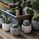 Crackle Glazed Succulent Pot Randomly Picked Set of 5