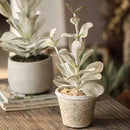 Realistic Green Plant in Ceramic Pot