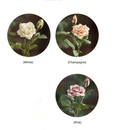 Rolled Edge American Rose Stem 18" Tall