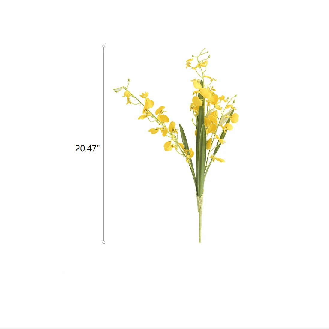 Wendy's Dancing Lady Orchid Stem 20.5" Tall, photo 11 of 11