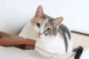Cat Maze Wall - 3 Tier Cat Tree