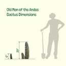 Old Man of the Andes Cactus