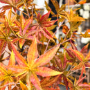 52 Inch Potted Foliage Maple Leaf Faux Tree by Decor Steals