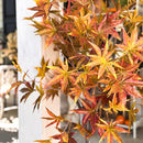 52 Inch Potted Foliage Maple Leaf Faux Tree by Decor Steals