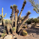 Joshua Tree by The Cactus Outlet