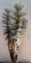 Joshua Tree by The Cactus Outlet