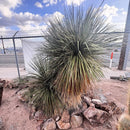 Soap Tree Yucca by The Cactus Outlet