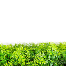 Sample Panel – Lush Fern Green Wall (Small Sample) by Designer Plants USA
