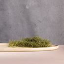 Mesa Oval Platter