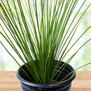 Mexican Grass Tree