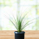 Mexican Grass Tree