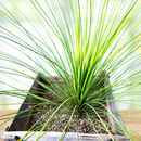 Mexican Grass Tree