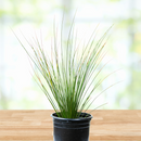 Mexican Grass Tree
