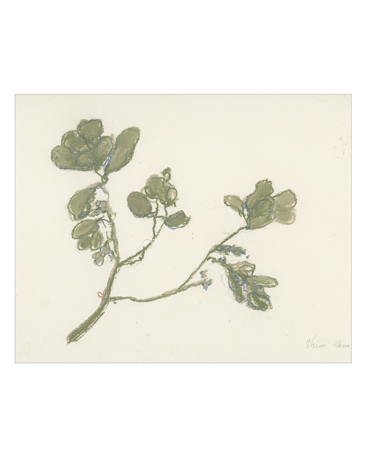 Pastel Mistletoe, photo 6 of 28