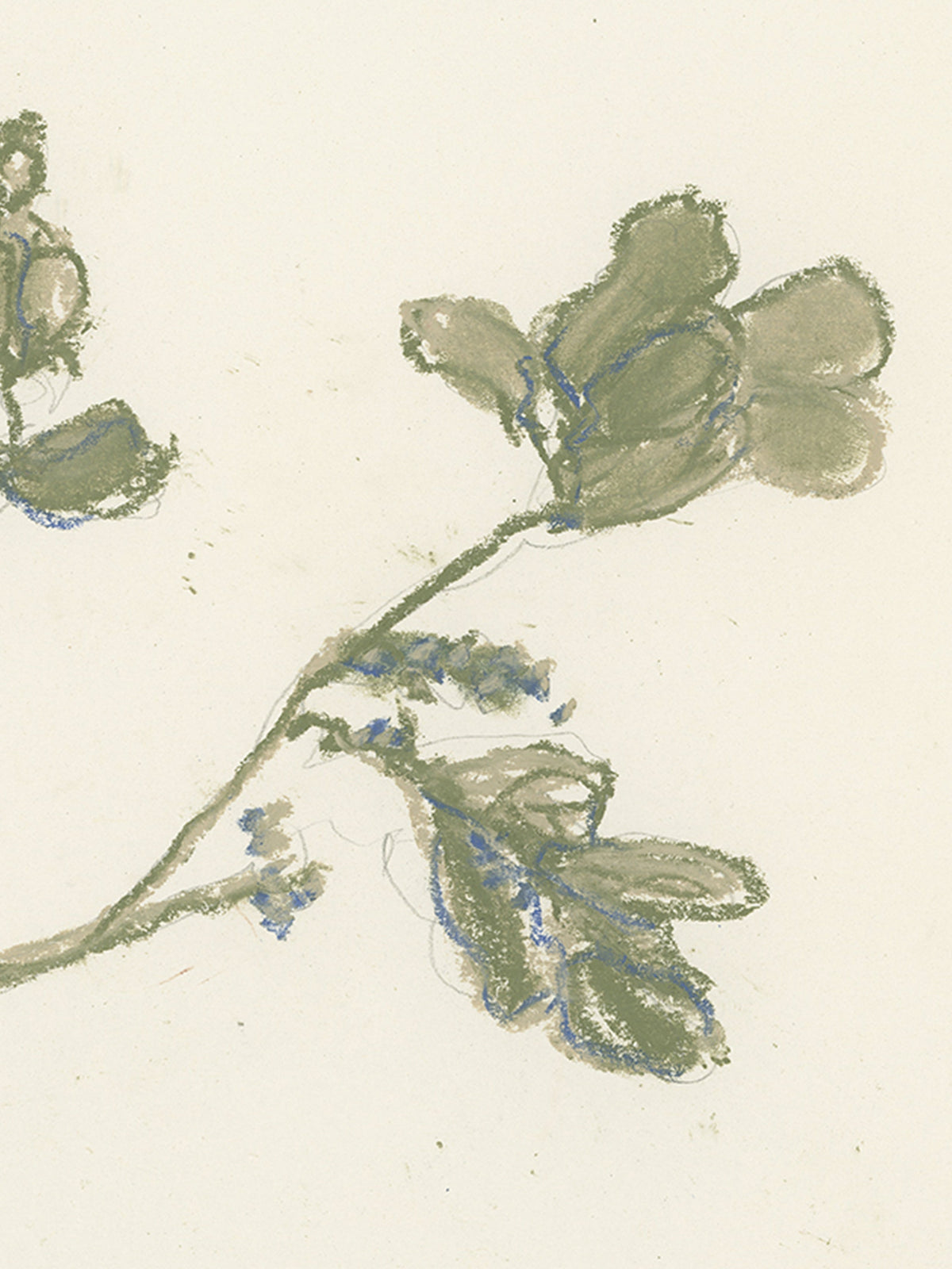 Pastel Mistletoe, photo 5 of 28