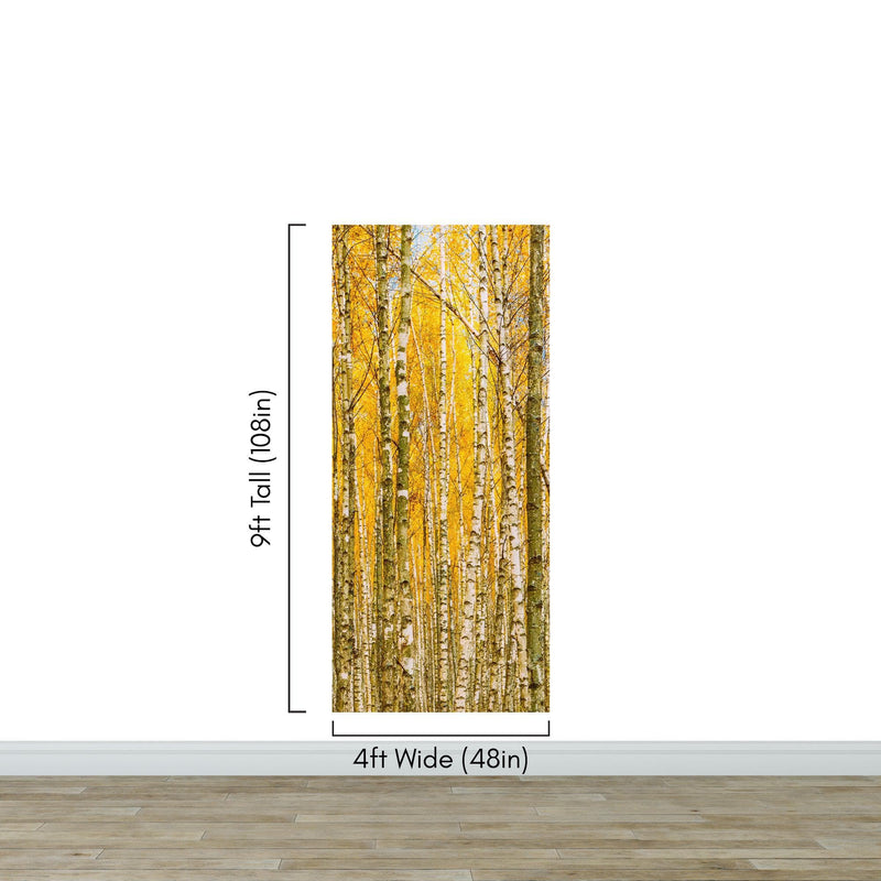 Autumn Scenic Birch Tree Forest Wall Mural | Peel and Stick Wallpaper.