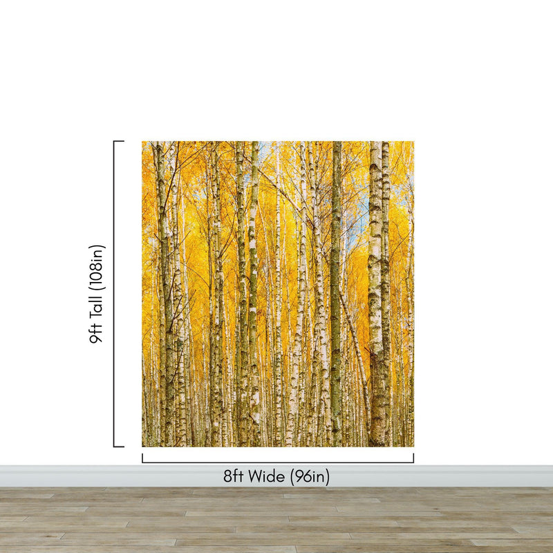 Autumn Scenic Birch Tree Forest Wall Mural | Peel and Stick Wallpaper.