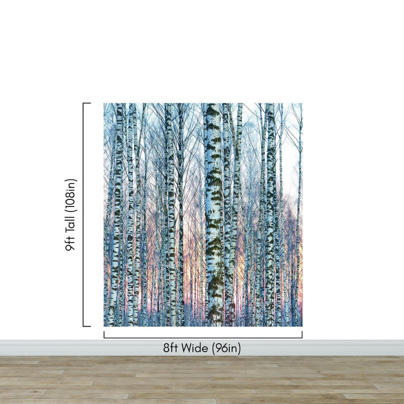 White Birch Tree Forest Wall Mural Wallpaper. Sunset Scenery.