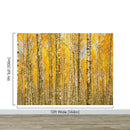 Autumn Scenic Birch Tree Forest Wall Mural | Peel and Stick Wallpaper.