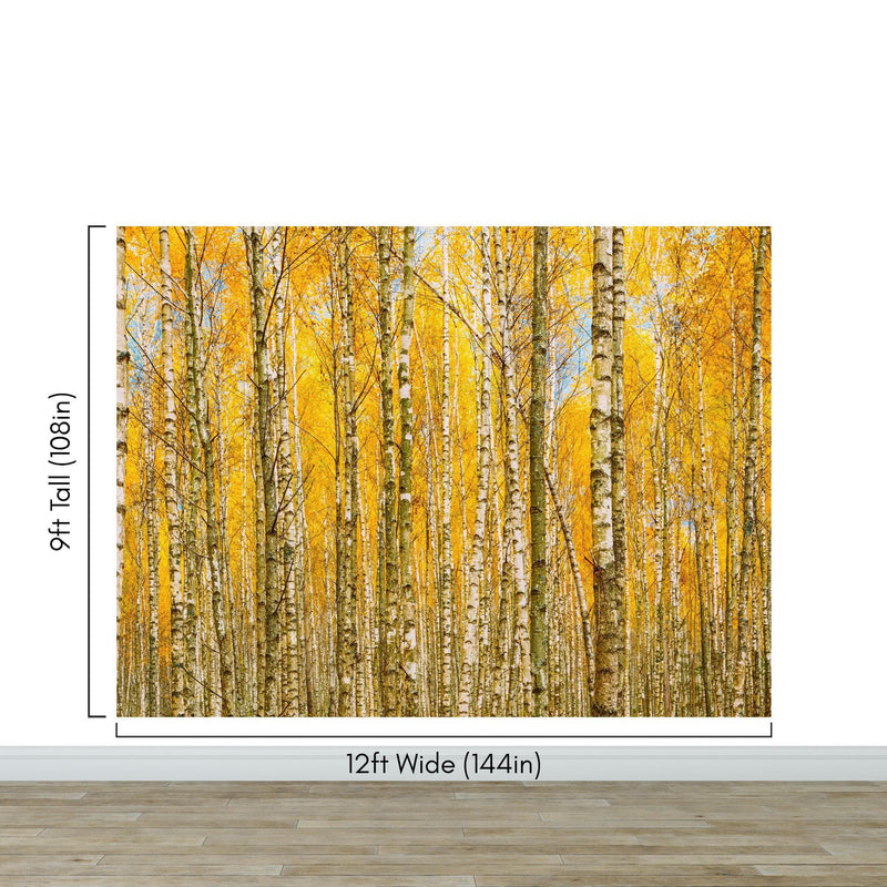 Autumn Scenic Birch Tree Forest Wall Mural | Peel and Stick Wallpaper.