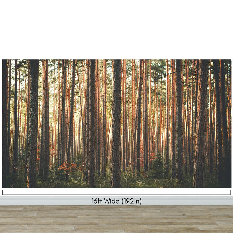 Forest Wallpaper Mural. Woodland Country Theme / Farmhouse Wall Decor.