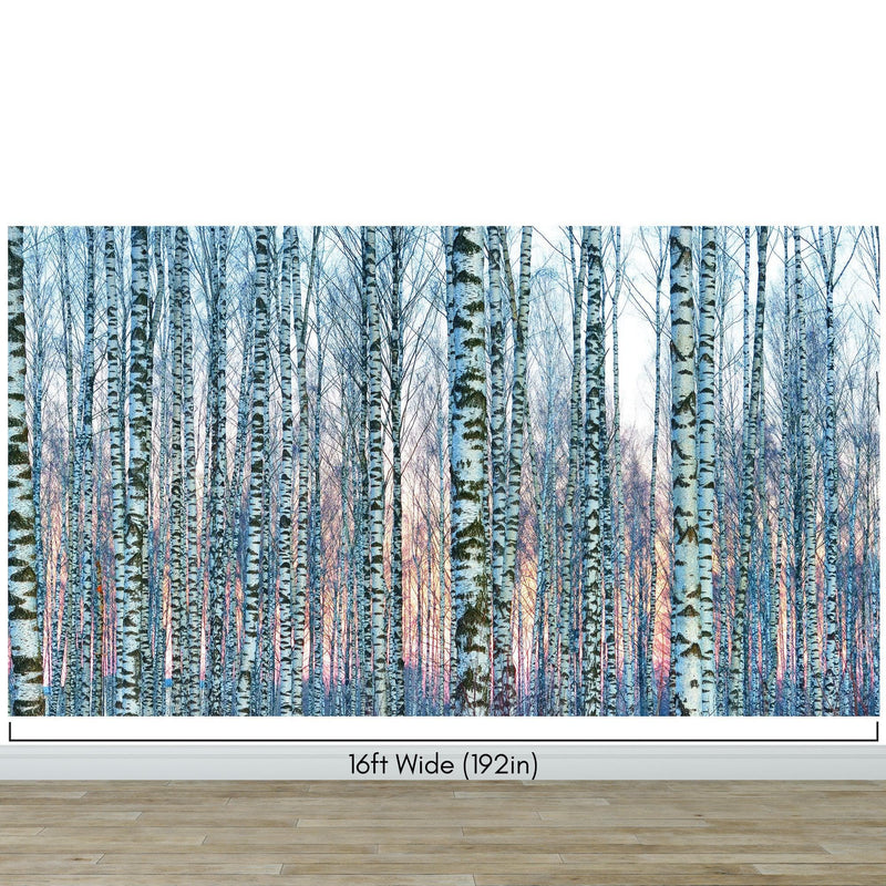 White Birch Tree Forest Wall Mural Wallpaper. Sunset Scenery.