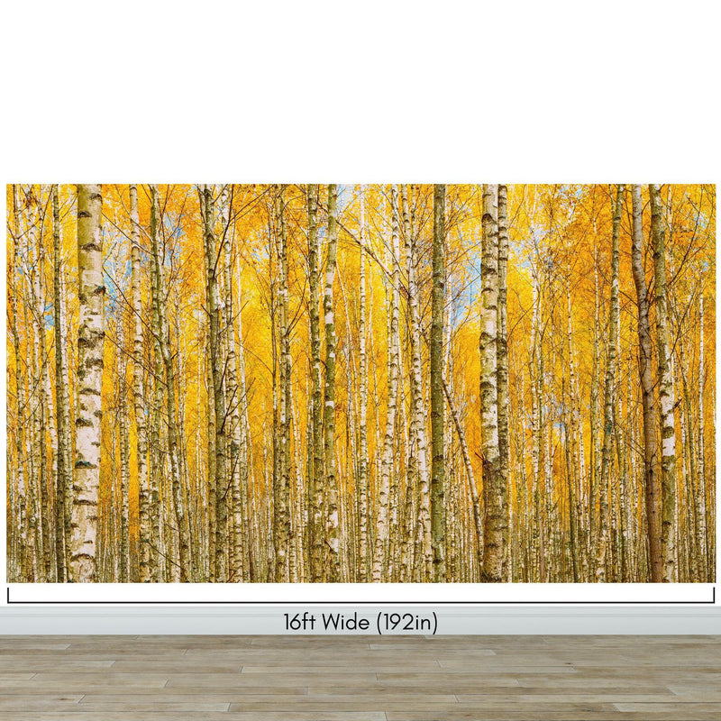 Autumn Scenic Birch Tree Forest Wall Mural | Peel and Stick Wallpaper.