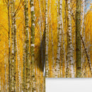 Autumn Scenic Birch Tree Forest Wall Mural | Peel and Stick Wallpaper.