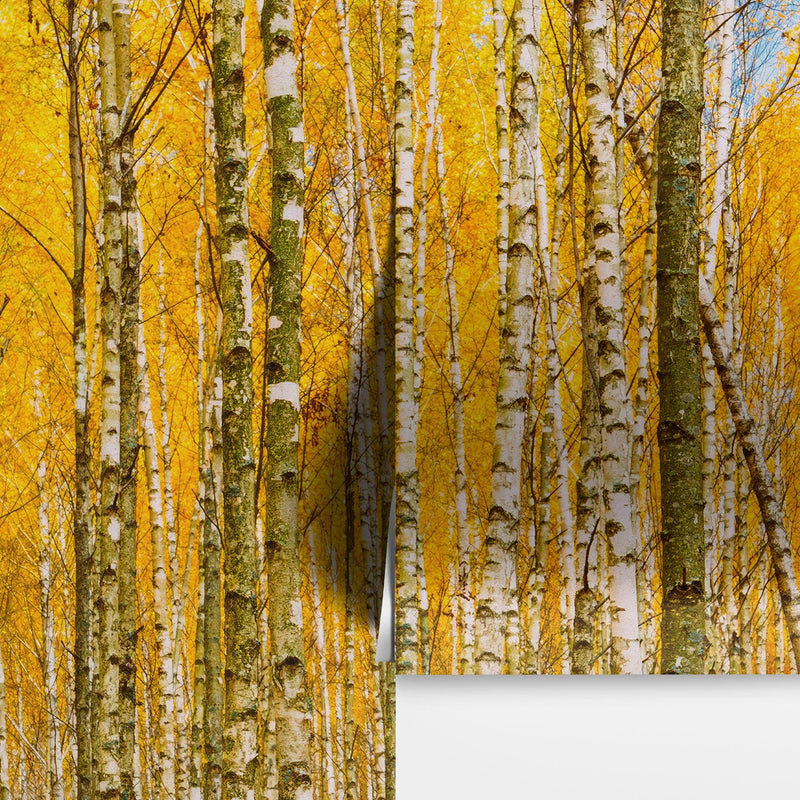 Autumn Scenic Birch Tree Forest Wall Mural | Peel and Stick Wallpaper.