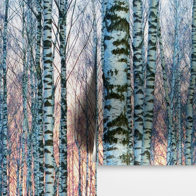 White Birch Tree Forest Wall Mural Wallpaper. Sunset Scenery.