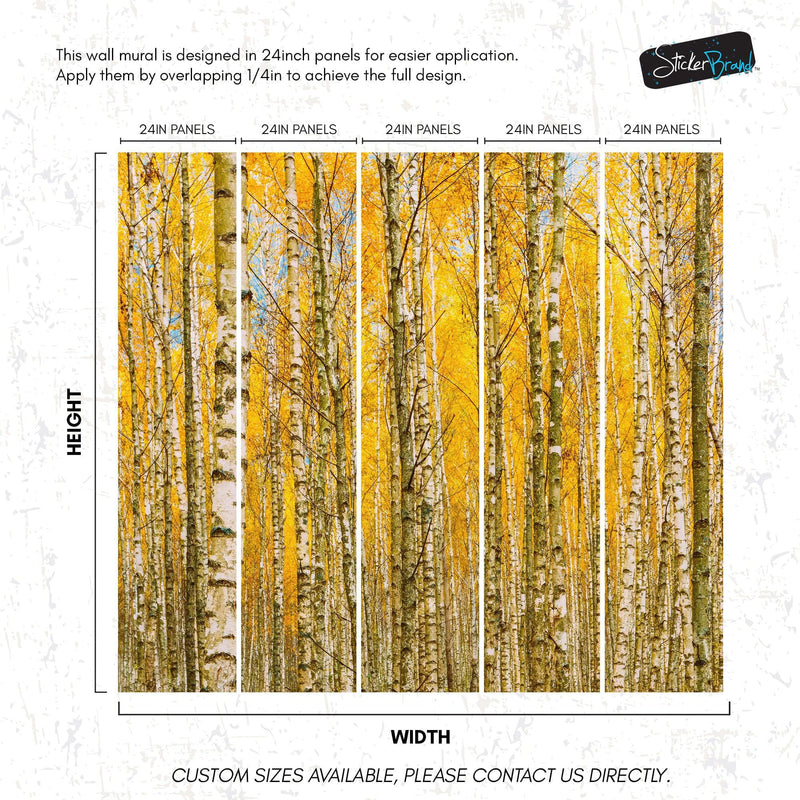 Autumn Scenic Birch Tree Forest Wall Mural | Peel and Stick Wallpaper.