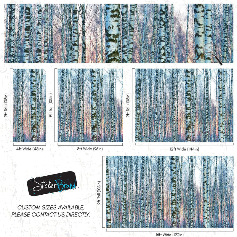 White Birch Tree Forest Wall Mural Wallpaper. Sunset Scenery.