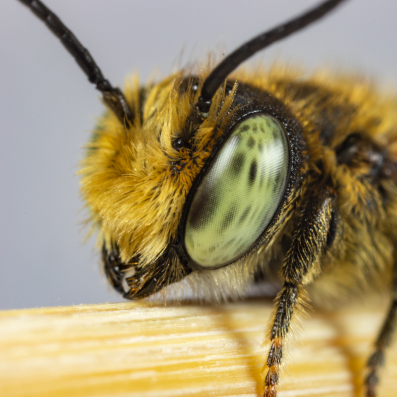 Summer Leaf Bees - (200ct) Free FedEx 2-Day Mail