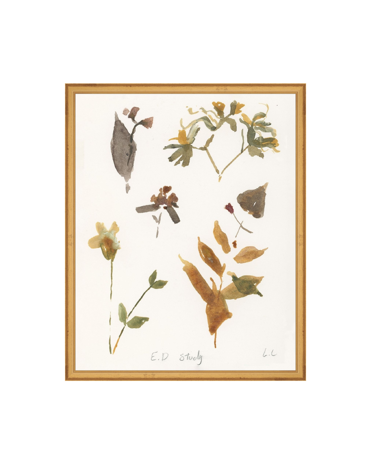 E.D Botanical Study