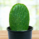 Nopal Prickly Pear by The Cactus Outlet