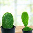 Nopal Prickly Pear by The Cactus Outlet