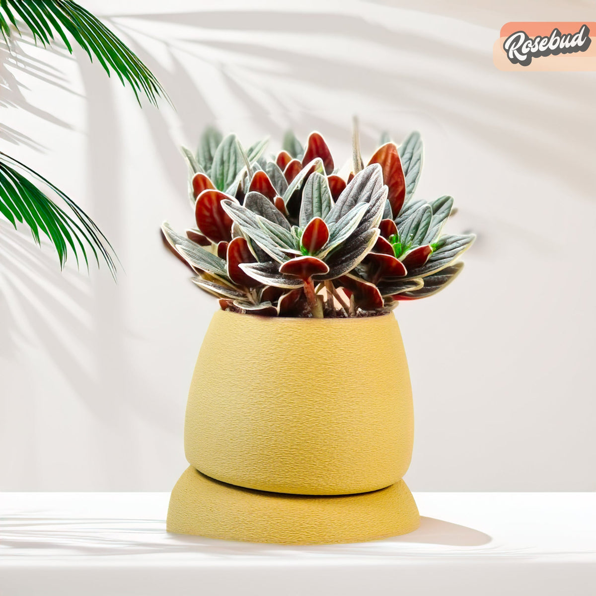 Nubium Planter, photo 11 of 16