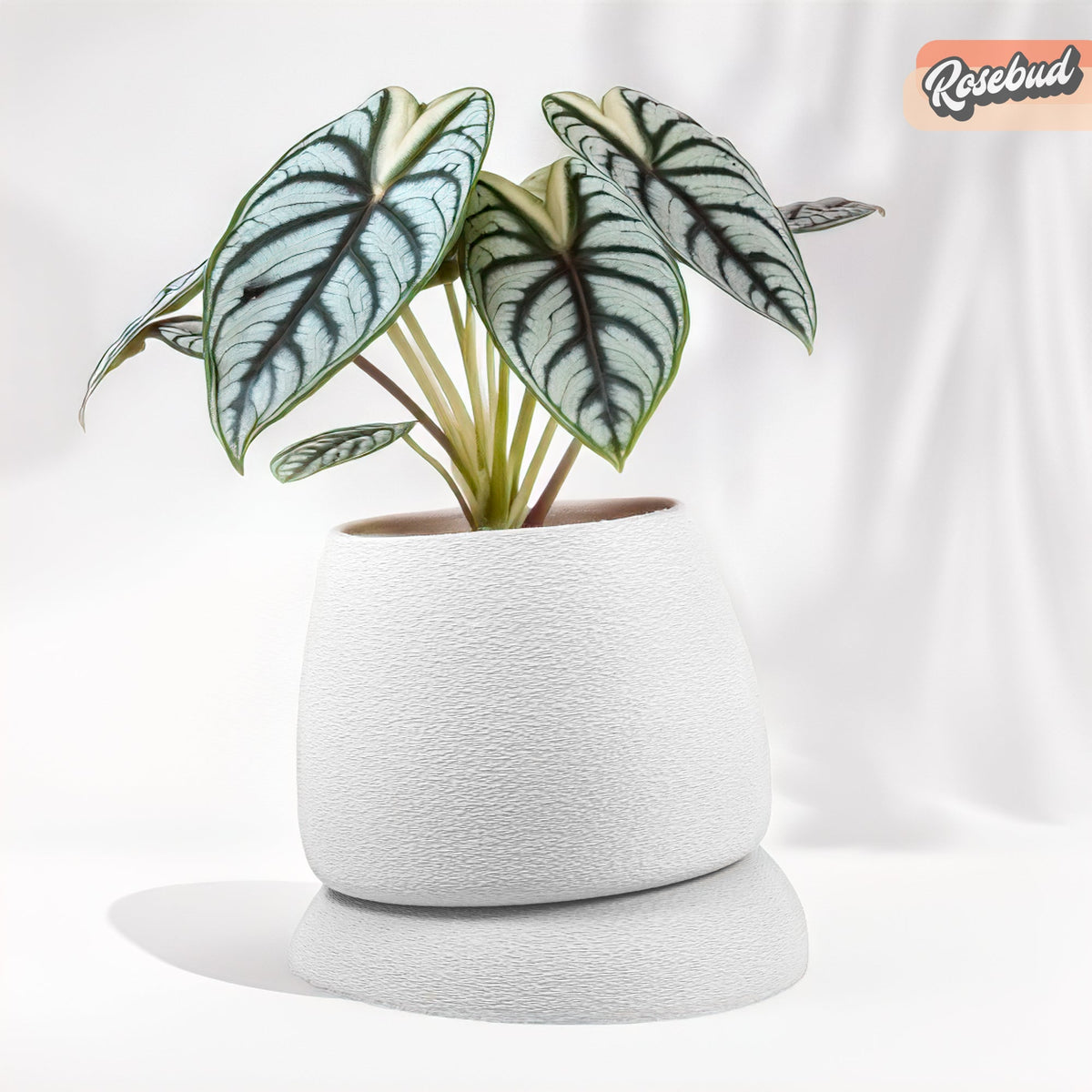 Nubium Planter, photo 9 of 16