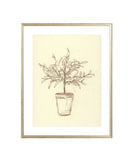 Olive Tree Sketch