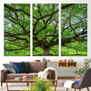 Oak Tree Wall Art Print, Forest Canvas Wall Art for Home and